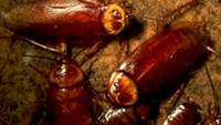 Remote Control Roaches Detect Nukes